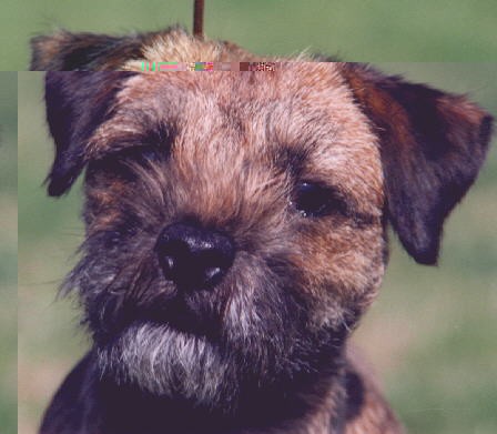 Click here to join the Border Terrier WebRing or find out more!